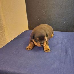 Girl 2 - Rottweiler puppy in Houston, Texas from Wards Pups
