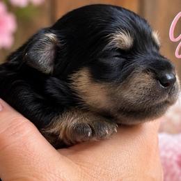 Luna - Black and silver female Miniature Schnauzer puppy in Hull, Georgia from Ardent Miniature Schnauzers of Athens