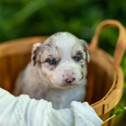 Ziti - Red merle male Miniature Australian Shepherd puppy in Fort Collins, Colorado from Basil’s Sweet Creatures