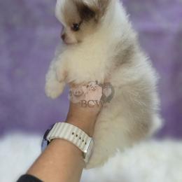 Chocolate merle tri - Chocolate merle female Pomeranian puppy in Carlinville, Illinois from BCW POMERANIANS
