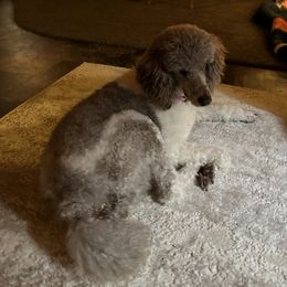 Lalika - Poodle