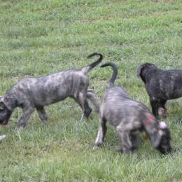 Irish Wolfhound Puppies from Cu Caiseal Irish Wolfhounds