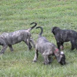 Irish Wolfhound Puppies from Cu Caiseal Irish Wolfhounds