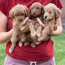 Maltipoo Puppies from Piper N Penny