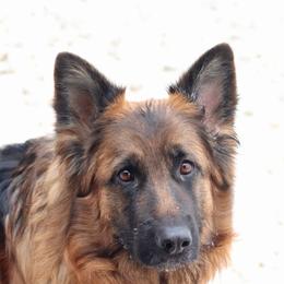 Ocia - German Shepherd
