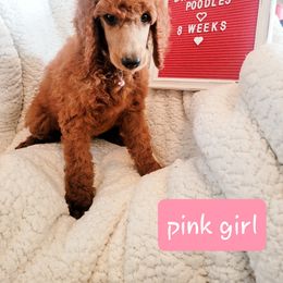 Poodle Puppies from Dannebrog Poodles