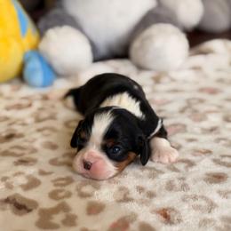 Annie - Tri-color female Cavalier King Charles Spaniel puppy in Middletown, Ohio from CreekSong Farm Cavaliers