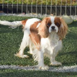 Cavapoo puppies from Stoltzfus Family Puppies (license number 18844)