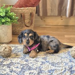 AKC Meet Gracie :) - Dapple female Dachshund puppy in Centerville, Iowa from Barnyard Dachshunds, Dals & Doodles