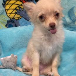 Luna (price: 6500) - Cream female Chihuahua puppy in Hillsboro, Texas from Pikanoo Pups