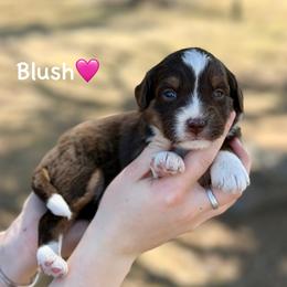 Blush - Red tri-color female Aussiedoodle puppy in Lancaster, Minnesota from Finney Ranch