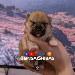 SOTA - Red male Shiba Inu puppy in Minnesota from BonsaiShibas