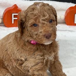Pink Flowers - Red  female Goldendoodle puppy in Rush, New York from Care Bear Puppies