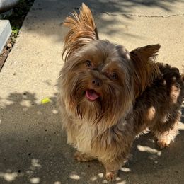 Chewie - Yorkshire Terrier