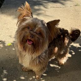 Chewie - Yorkshire Terrier