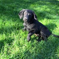 Flat-Coated Retriever Puppies from Beacon's Flat-Coated Retrievers