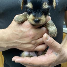 Boy 3 - Black and tan male Yorkshire Terrier puppy in Ceres, California from Mr.Yorkie