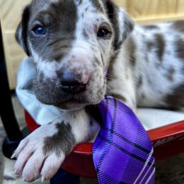 Blizzard - Harlequin male Great Dane puppy in Ardmore, Alabama from Delta Danes