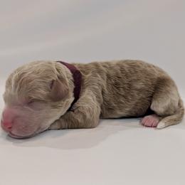 Mr Red - Apricot male Goldendoodle puppy in Lebanon, Pennsylvania from Robertson's Retrievers and Doodles