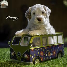 Sleepy - Chalk male Australian Labradoodle puppy in Cashmere, Washington from Mountain Home Doodles