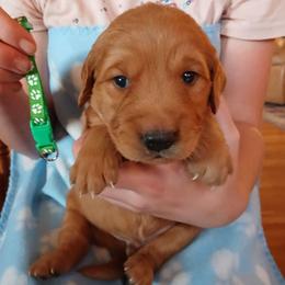 Green - Dark golden male Golden Retriever puppy in Lanesboro, Minnesota from Eagle Ridge Golden Retrievers