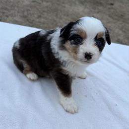 Darkest blue merle - Blue merle female Miniature Australian Shepherd puppy in Graham, North Carolina from Thompson Farm Mini Aussies
