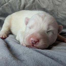 AKC Boy 'Coconut' - White male Samoyed puppy in Tombstone, Arizona from High Lonesome