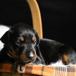 Envy - Black and rust female Doberman Pinscher puppy in Overton, Texas from Obsidian Kennel