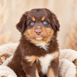 Bear- Has Tail and Videos - Red tri-color male Australian Shepherd puppy in Troy, South Carolina from Lana Corley- Australian Shepherds of 3/W Farms