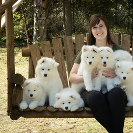 Samoyed Puppies from KinleyRay Kennels