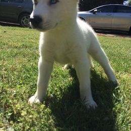 Siberian Husky Puppies from Sherwood Huskies