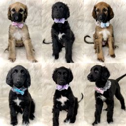 Afghan Hound puppies from Swanah