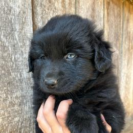 Wicked - Black female Australian Shepherd puppy in Whitwell, Tennessee from Owl Hollow Farm