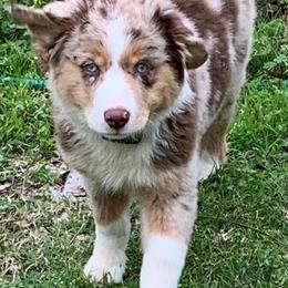 Australian Shepherds and Miniature Australian Shepherds from SkyBrynn Aussies