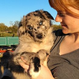 Australian Shepherd Puppies from Iron Side Ranch Australian Shepherds