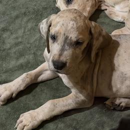 Lewis - Merle male Great Dane puppy in Gainesville, Georgia from DeBruce Danes