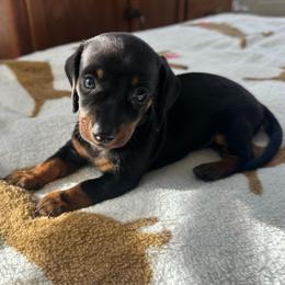 Slinky - Black and tan male Dachshund puppy in Waycross, Georgia from Southern Paws