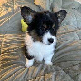 Cascade - Black and tan Pembroke Welsh Corgi puppy in Lima, New York from Hickory Springs Corgis