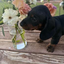 Boy 2 - Black and tan male Dachshund puppy in Buckeye, Arizona from Ryder's Roundup
