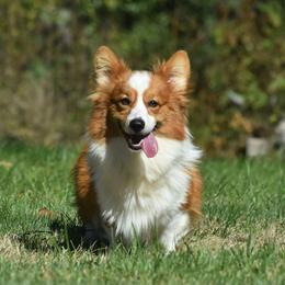 Bentley - Pembroke Welsh Corgi
