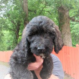 "Lavender 07/2022" Bernedoodle Puppies from Snuggle Bug Doodles