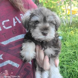 French Bulldog and Miniature Schnauzer Puppies from Olivia's Miniature Schnauzer's and French Bulldogs