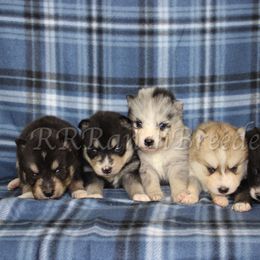 Pomsky Puppies from Red Rock Ranch Breeders