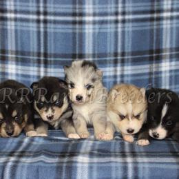 Pomsky Puppies from Red Rock Ranch Breeders