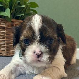 Trevor - Black gold and white male Cavatzu puppy in Oklahoma from Rocky Oak Cavaliers & Biewer Terriers LLC