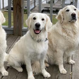 Golden Retrievers from Alabaster Goldens