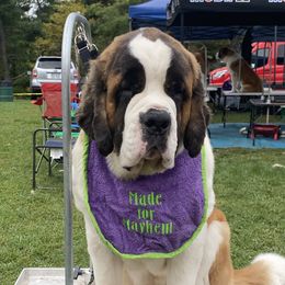 Maleficent - Saint Bernard