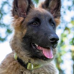 Belgian Tervuren Puppies from Coyote Run Tervuren
