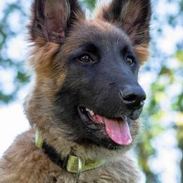 Belgian Tervuren Puppies from Coyote Run Tervuren