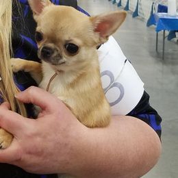 Chihuahua All Grown Up from Sheppard's Chihuahuas